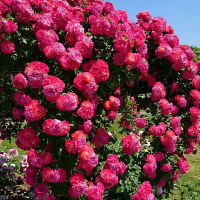 Elegant Climbing Rose Flower (60 seeds)